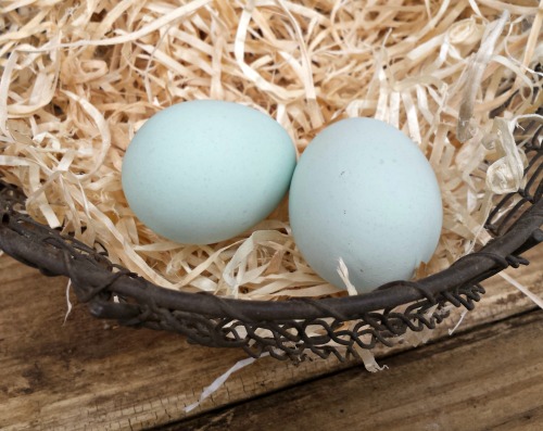 different-colored-chicken-eggs