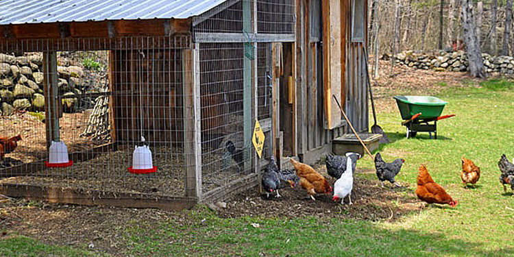 How to Avoid 6 Most Common Mistakes in the Chicken Coop