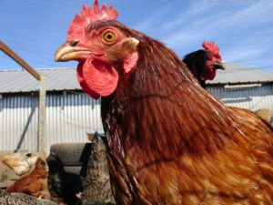 rooster head shot