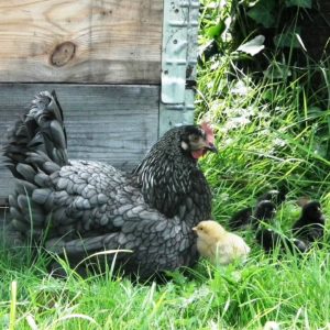 mother hen and chicks