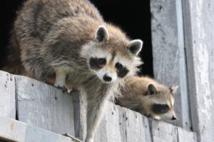 raccoons